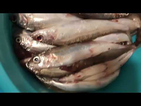 უგემრიელესი დამარინადებული თევზი რიაბუშკა - სამეფო თევზი ( малосолка)